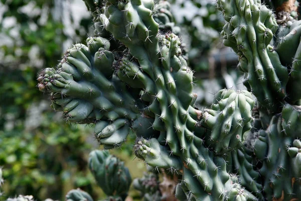 Macro image d'un cactus dendritique Cereus — Photo