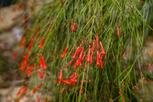 Rouge, petites fleurs de russelia equisetiformis plante gros plan — Photo