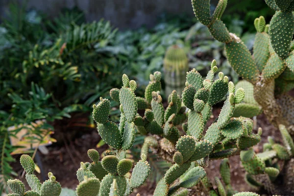 Den botaniska familjen av Opuntia Ficus Indica är kaktusväxter. — Stockfoto