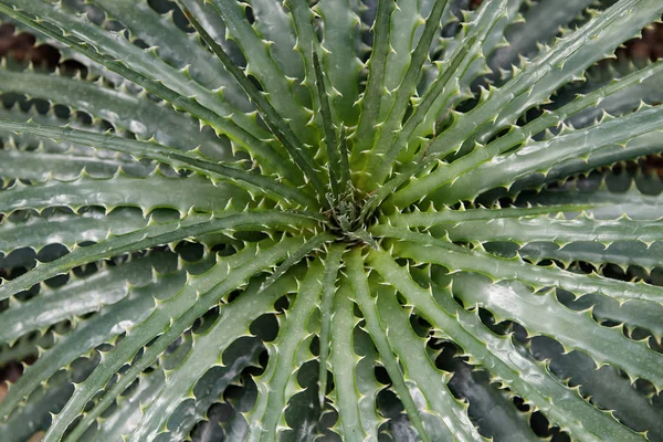 Hechtia texensis in un giardino desertico — Foto Stock