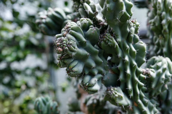 Μακρο-εικόνα ενός δενδριτικού κάκτου cereus — Φωτογραφία Αρχείου