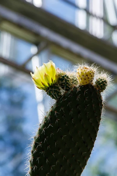 La famille botanique des opuntia ficus indica est cactacées . — Photo