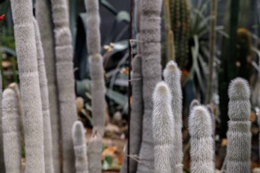 Tropikal bahçede beyaz kabarık sinler ile kaktüs