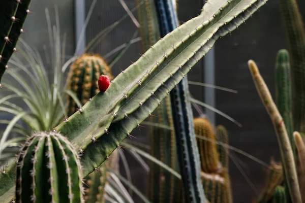 Belle floraison sauvage fleur de cactus du désert — Photo