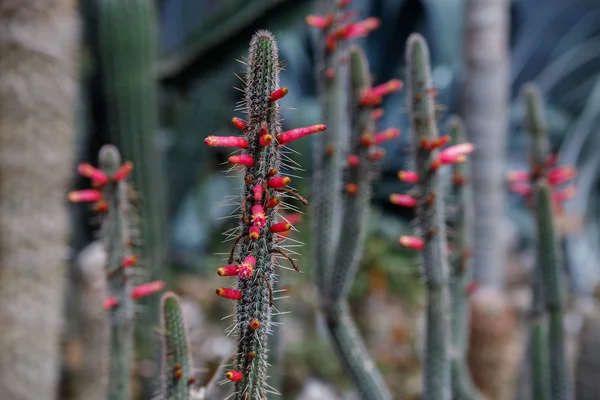 Vacker blommande vild öken kaktus blomma — Stockfoto