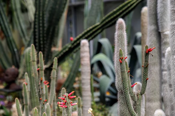 Cactus aux épines duveteuses blanches dans un jardin tropical — Photo