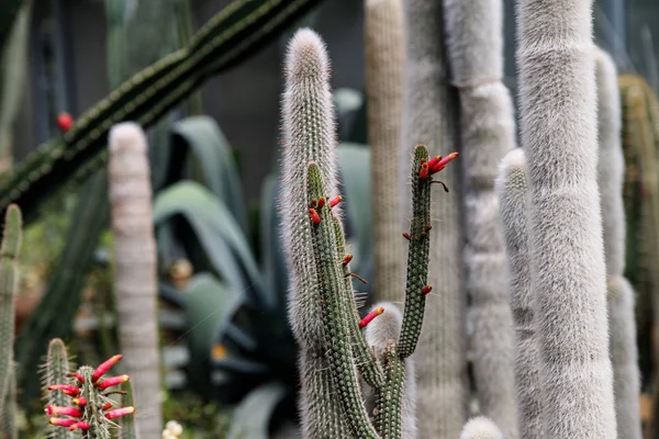 Cactus aux épines duveteuses blanches dans un jardin tropical — Photo