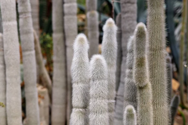 Kaktus med vita fluffiga Taggar i tropisk trädgård — Stockfoto