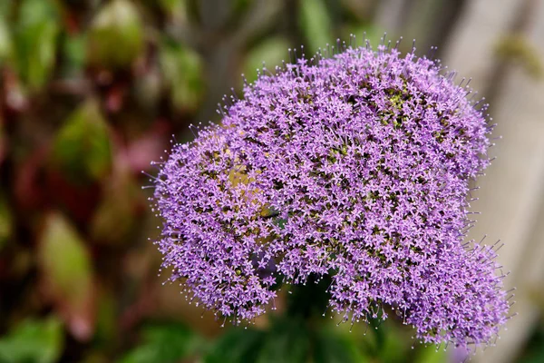 툴바기아 비올라세아. 작은 보라색 꽃이 닫힙히 — 스톡 사진