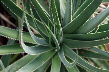 aloe vera bitki, tropikal yeşil bitkiler sıcak hava hoş..