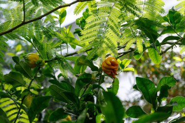 Sarı Bir Buda'nın El parmaklı citron narenciye