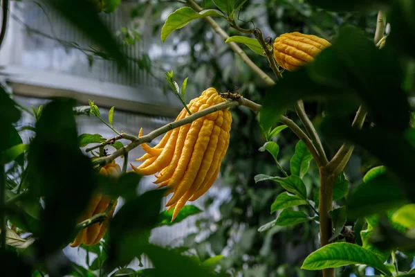 Sarı Bir Buda'nın El parmaklı citron narenciye