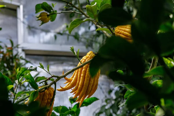 Cítricos cítricos de mano de un buda amarillo — Foto de Stock