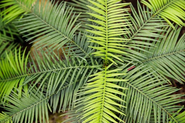 Macro Foto van groene varens bloemblaadjes. De plant varens bloeide op. Varens op de achtergrond van groene planten. — Stockfoto