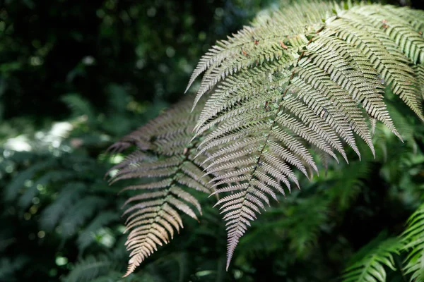 Macro Foto van groene varens bloemblaadjes. De plant varens bloeide op. Varens op de achtergrond van groene planten. — Stockfoto