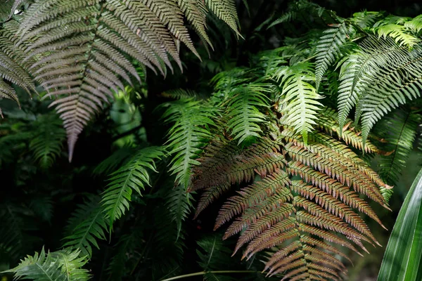 Macro Foto de pétalos de helecho verde. El helecho de la planta floreció. Helecho sobre el fondo de plantas verdes. — Foto de Stock