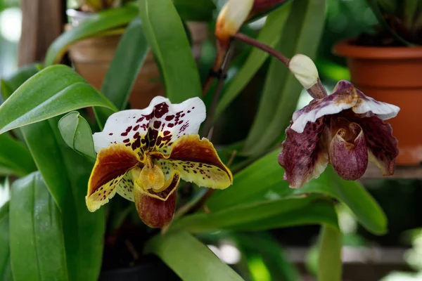 Flor de la orquídea en el jardín en invierno o día de primavera para la belleza de la postal y el diseño concepto de la idea de agricultura. Orquídea Phalaenopsis . — Foto de Stock