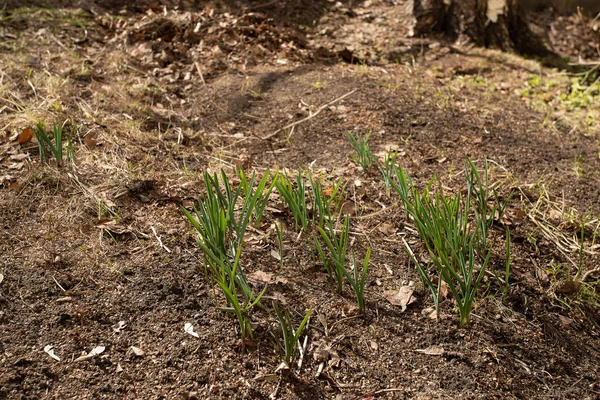 First Green Foliage Sprouts Empty Ground Spring — Stock Photo, Image