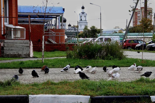 Městská krajina, holubi mrznou za chladného podzimního dne — Stock fotografie