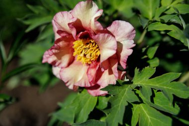 Bahçedeki güzel piyonlar