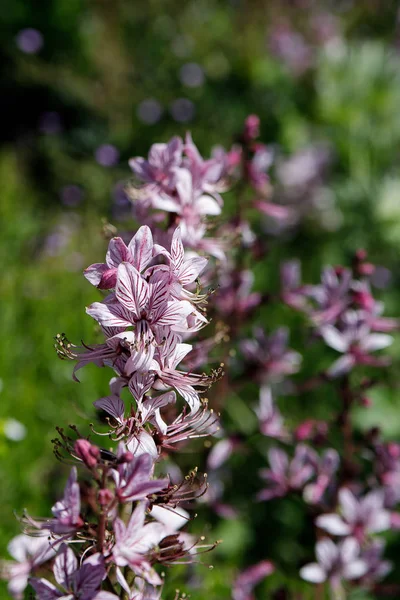 Růžové květiny z volně žijící rostliny Diptam Dictamnus Albus nebo hořící Bush, nebo Fraxella nebo Dittuse. — Stock fotografie