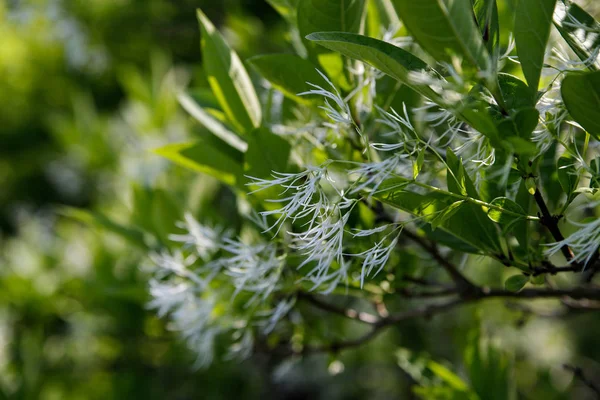 Білий Fringetree, Хіонанатус віргінський, суцвіття — стокове фото