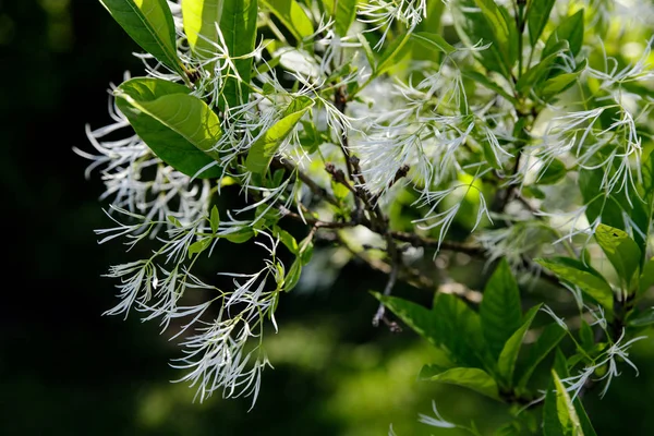 Flecos blancos, Chionanthus virginicus, inflorescencia — Foto de Stock