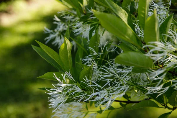 Bílý lemetree, Chionanthus virginicus, květenství — Stock fotografie