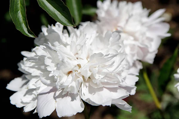 Pfingstrose Blume auf verschwommenem grünem Hintergrund. Pion. Frühlingskonzept. — Stockfoto