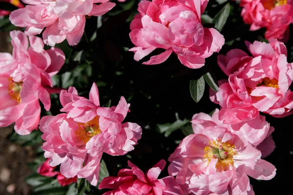 Schöne Tauben im Garten — Stockfoto