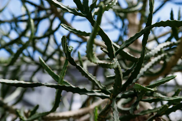 仙人掌植物， 欧波比亚ingens， 欧波比亚甘德拉植物 — 图库照片