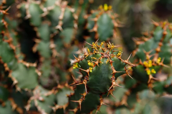 Kaktus växt, Euphorbia ingens, Euphorbia kandelaber växt — Stockfoto