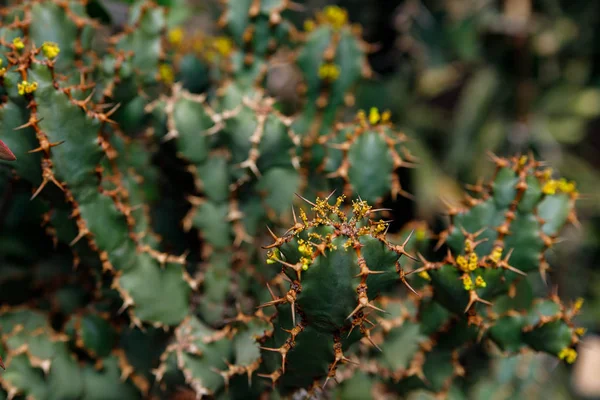 Plante de cactus, Euphorbia ingens, usine de candélabre d'Euphorbia — Photo