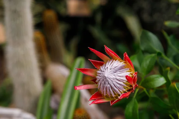 Eine schöne Königsprotea. Protea cynaroides in voller Blüte — Stockfoto