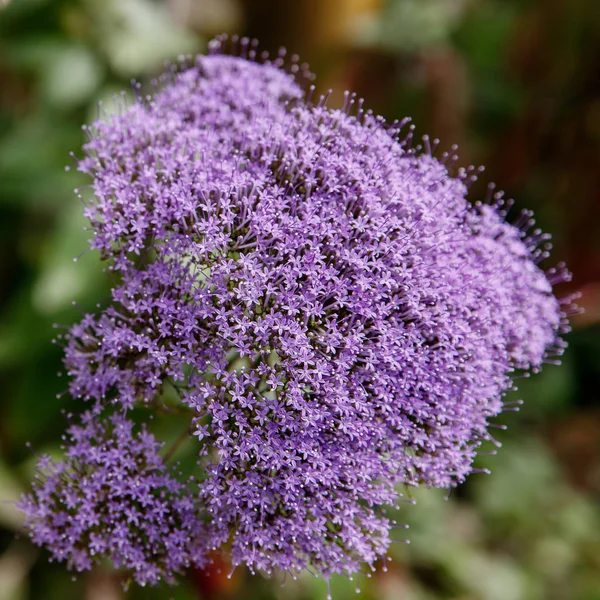 Тюльбагія вірацея. маленькі фіолетові квіти крупним планом — стокове фото
