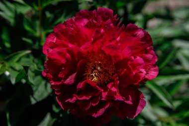 Bahçedeki güzel piyonlar