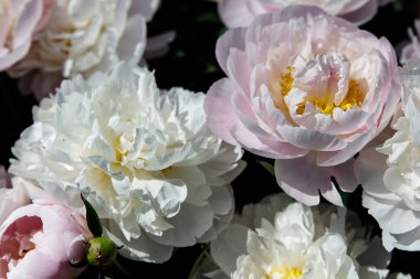 Bahçedeki güzel piyonlar