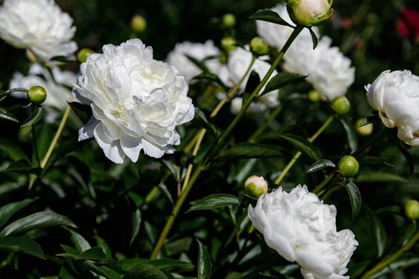 Bellissimi pioni in giardino — Foto Stock