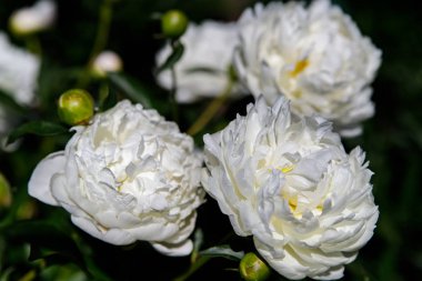 Bahçedeki güzel piyonlar