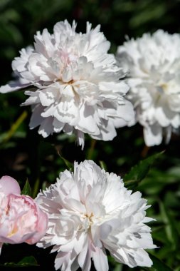 Bahçedeki güzel piyonlar