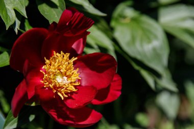 Bahçedeki güzel piyonlar