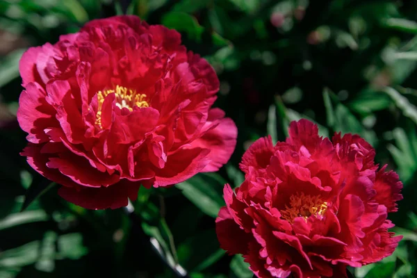 De beaux pions dans le jardin — Photo