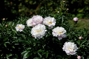 Bahçedeki güzel piyonlar