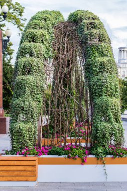 Moskova'da şehir meydanında güzel dikey bahçe, Rusya