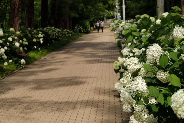 Mosca, Russia - 6 agosto 2019: immagine di persone che camminano lungo il sentiero nel Parco Sokolniki a Mosca — Foto Stock