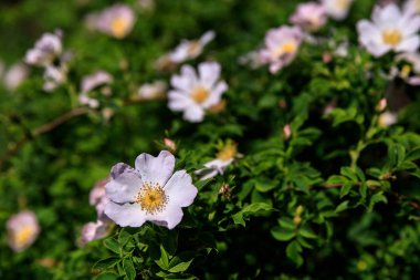 Renkli gül çiçekler güneşli bahçe veya park, mevsimlik çiçek çiçeklenme