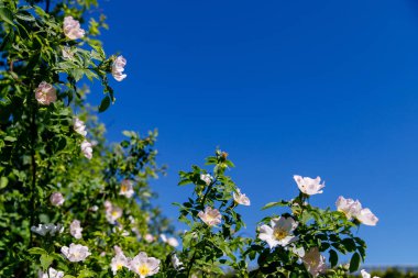 Renkli gül çiçekler güneşli bahçe veya park, mevsimlik çiçek çiçeklenme