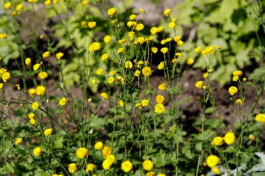 Ranunculus onu sarı çiçekleri ile Meadow buttercup, Uzun buttercup acris