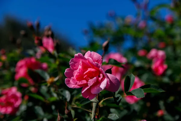 Kleurrijke roze bloemen in zonnige tuin of park, seizoensgebonden bloemen bloeien — Stockfoto