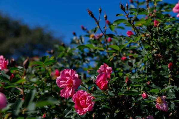 Blühende bunte Rosenblüten im sonnigen Garten oder Park, saisonale Blumen — Stockfoto